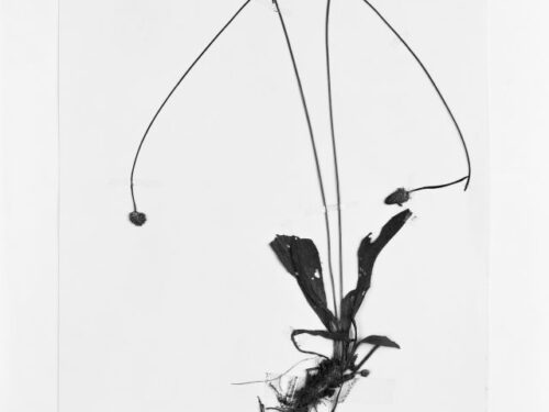 Nature Motifs