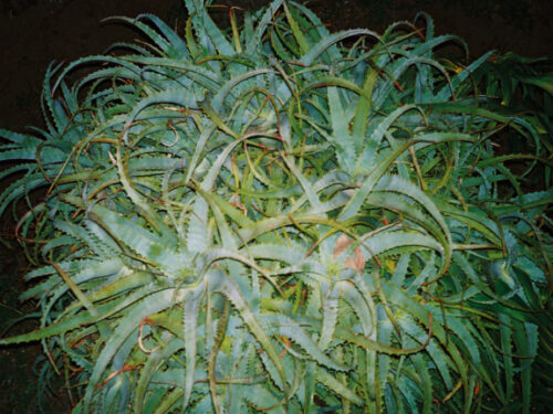 On cactuses and other things